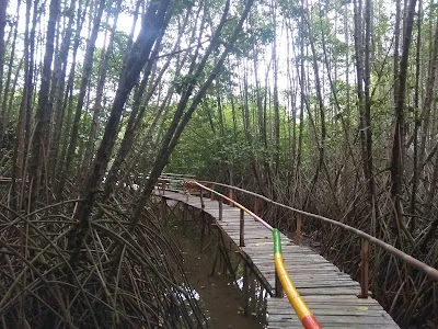 Hutan Mangrove Kebumen