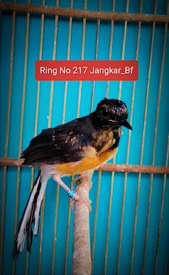 Jangkar Bf Cilacap