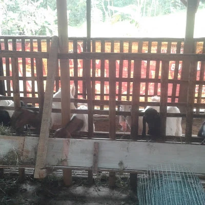 Tigan Abadi Farm (DETUKU_MART 2)