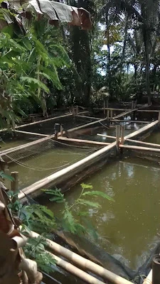 warung benih lele warsono
