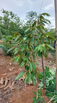 Nduren Education Farm (NEF)
