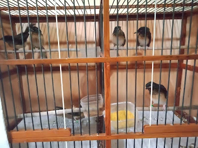 Rudy Bird Farm