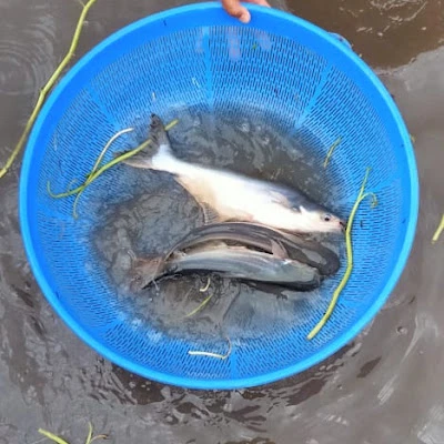 Karunia Seafood (Depot Ikan Laut)