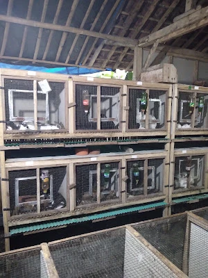 Iskandar rabbit house