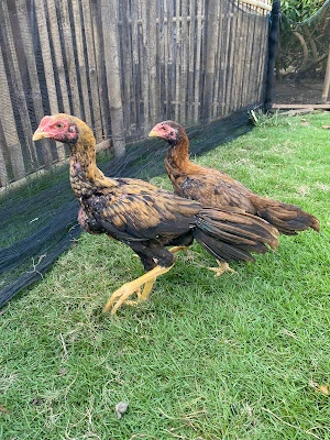 Royal farm Gombolharjo