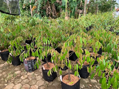 Durian Bhineka Bawor Sarno Kemranjen