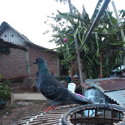 Rumah Kopi insta