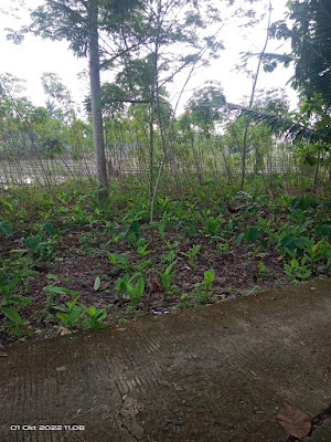Lokasi KDMP Cibogo