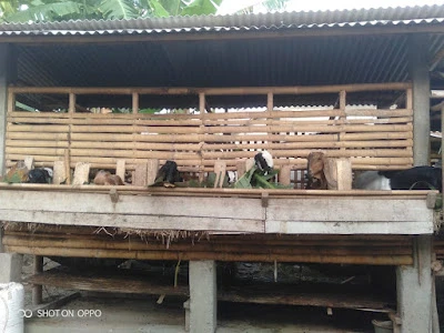 BM.FARM (TRIONO)