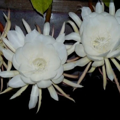 Ibu Kamisah