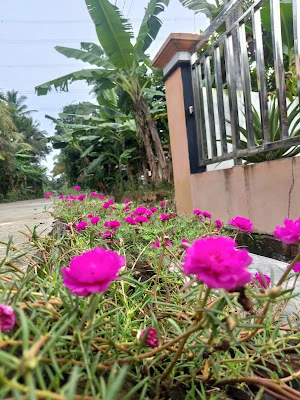 Pramesthi Trans