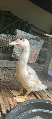 Mentok jumbo Lumbu Air Farm
