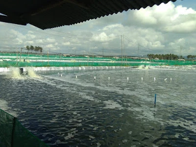 Perikanan budidaya