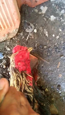 Terapi Akupunktur