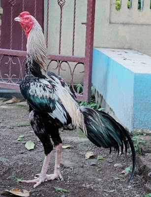 NAGALANGITFRAM