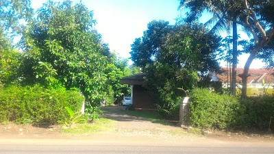 grontol jAGUNG