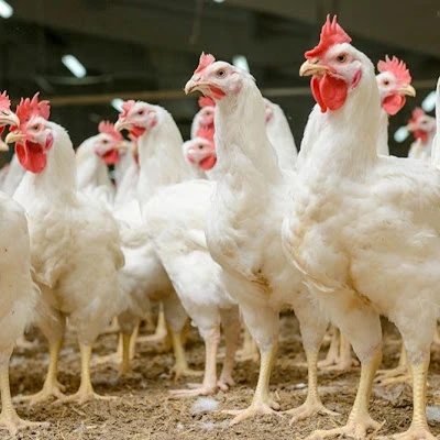 Muji chicken farm