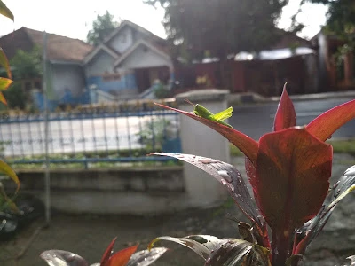 Setia foto