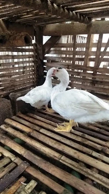 Rumah Jait Bu Liar