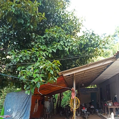 Warsikam kalipucang