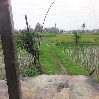 Sawah Bengkok