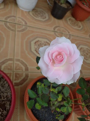 Rianti Garden