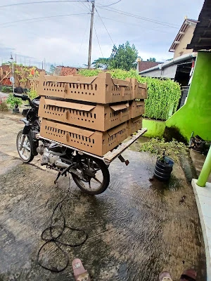 DOC DAN DOD PUSAT BIBIT UNGGUL MIKA (Mitra kembar abadi)