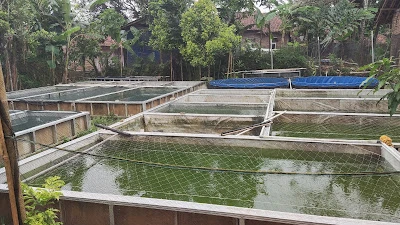 Mina mulya lestari cikawung
