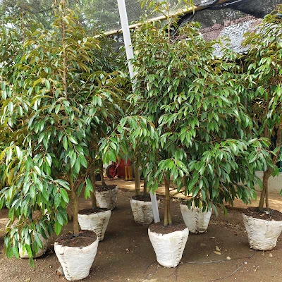 BANYUMAS BIBIT