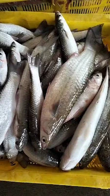 Depot ikan CS adiraja