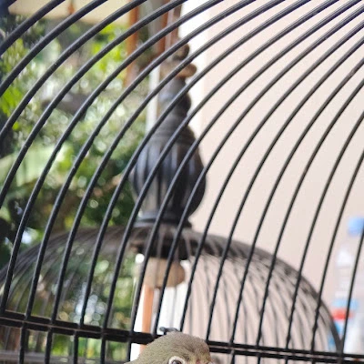 ADC Bird Farm