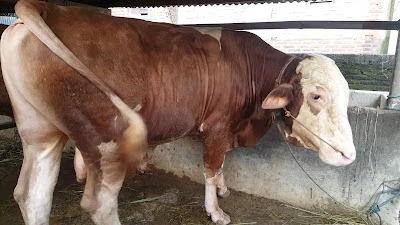 Kandang Sapi Masda