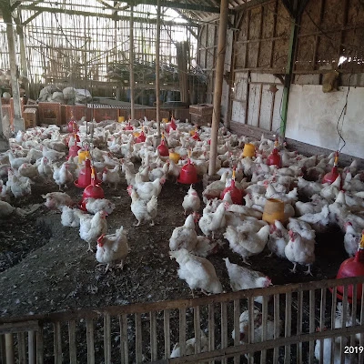 Dzaky Broiler