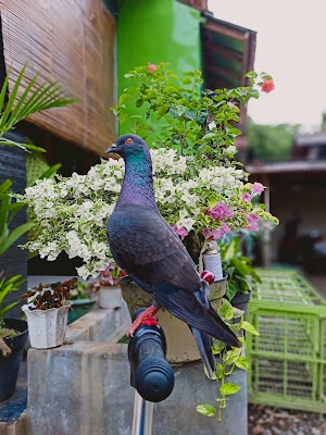 Merpati setan merah