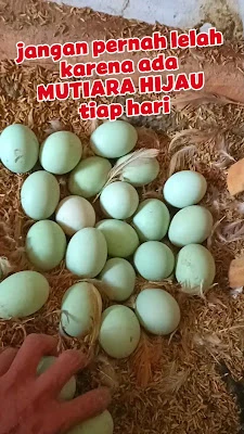 Bebek pikun
