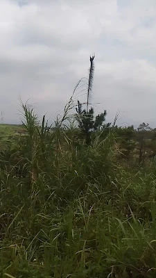 pom mini pak wardi