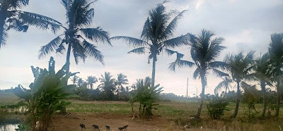 Binangun