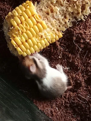 FF Hamster Store