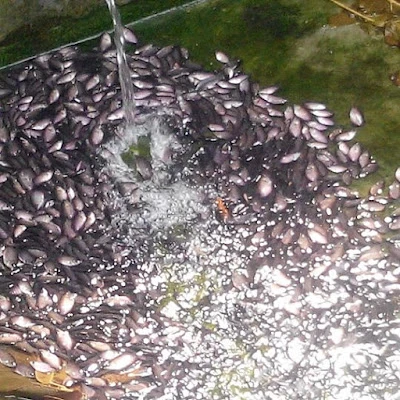 Bibit Gurame Kabupaten Pangandaran