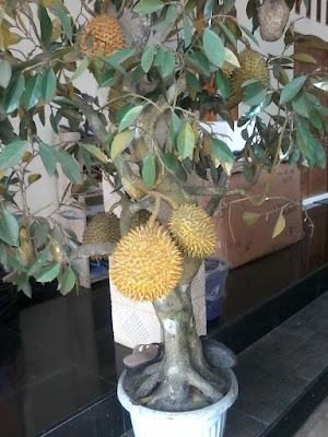 Toko Tuti