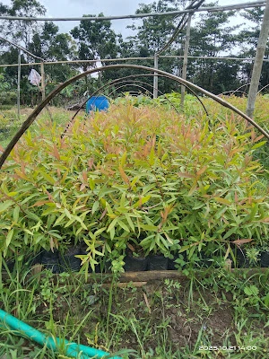 RD Perhutani RPH Ujungmanik
