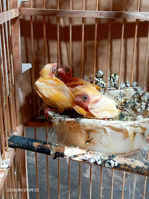 Rumah Canary