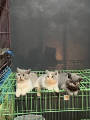 Empune Cathouse