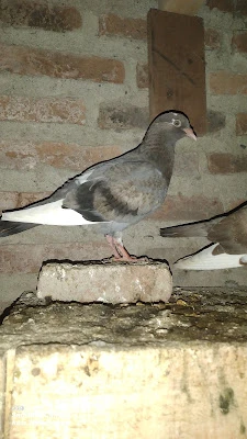 Azlan Pigeon farm