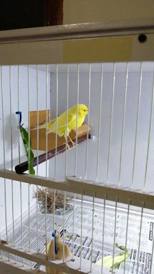 Canary Watanabe Bird Farm