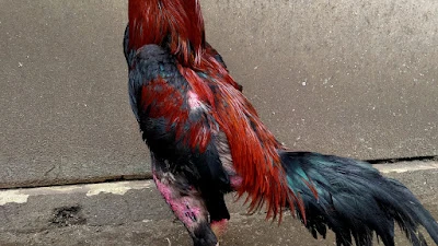 Ayam Bangkok derwolong