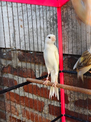 Ryuka Canary Farm