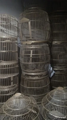 Jual Berbagai Jenis Ayam & Burung Puter