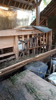 Kandang sapi & kambing