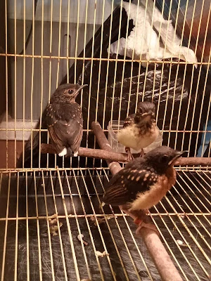 Oemah Manuk jagad Bf